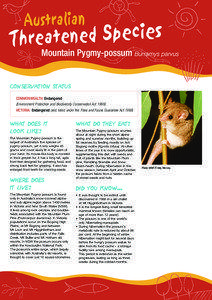 Geography of Australia / Fauna of Australia / Bogong High Plains / Burramys / Mount Hotham / Kosciuszko National Park / Mount Bogong / Pygmy possum / Possums / States and territories of Australia / Mountain Pygmy Possum