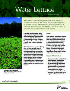 Water Lettuce  (Pistia stratiotes) Water lettuce is a free-floating aquatic plant whose origins are uncertain. An explorer in 18th century Florida was the first person