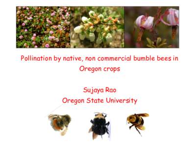 Pollination by native, non commercial bumble bees in Oregon crops Sujaya Rao Oregon State University  Acknowledgements