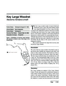 Key Largo Woodrat Neotoma floridana smalli