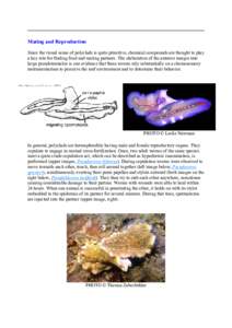 Marine Flatworms of the World! - Introduction