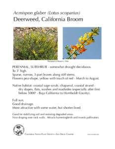 Acmispon glaber (Lotus scoparius)  Deerweed, California Broom Photographs by Margaret L. Fillius