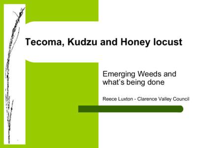 Tecoma, Kudzu and Honey locust Emerging Weeds and what’s being done Reece Luxton - Clarence Valley Council  Overview