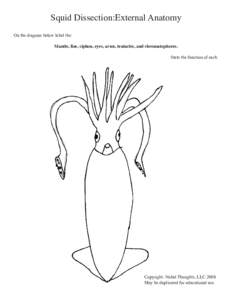 Squid Dissection:External Anatomy On the diagram below label the: Mantle, fins, siphon, eyes, arms, tentacles, and chromatophores. State the function of each.  Copyright: Nobel Thoughts, LLC 2008