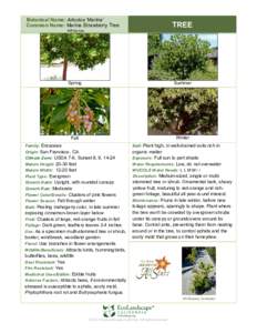Botanical Name: Arbutus ‘Marina’ Common Name: Marina Strawberry Tree TREE  AR-bu-tus