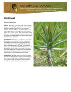 MOLEPLANT Euphorbia lathyris THREAT: Mole plant is also called caper, paper or gopher spurge, and is native to Europe. All parts of the plant are poisonous, causing nausea, vomiting and diarrhea if ingested. The white, m