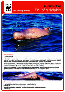 Species Fact Sheet:  Snubfin dolphin © Guido J. Parra  Snubfin Dolphin