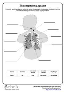 The respiratory system Correctly label the diagram below by using the words in the boxes at the bottom of this worksheet. Write your answers in the gaps provided. larynx