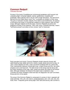 Microsoft Word - Common Redpoll.doc