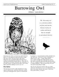 Utah Division of Wildlife Resources  Wildlife Notebook Series No. 11 Burrowing Owl (Athene cunicularia)