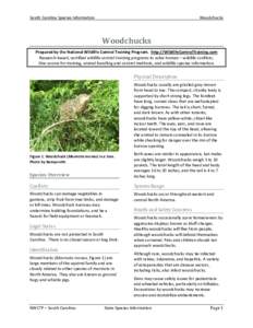 Nuisance wildlife management / Biota / Biology / Groundhog / Marmots