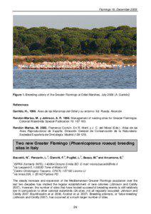 Flamingo 16, December[removed]Figure 1. Breeding colony of the Greater Flamingo at Odiel Marshes, July[removed]A. Garrido)