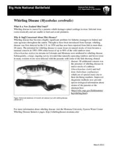 Myxobolus cerebralis / Myxozoa / Veterinary parasitology / Rainbow trout / Trout / Cutthroat trout / Bull trout / Salmonid susceptibility to whirling disease / Fishing in Wyoming / Fish / Oncorhynchus / Fish diseases