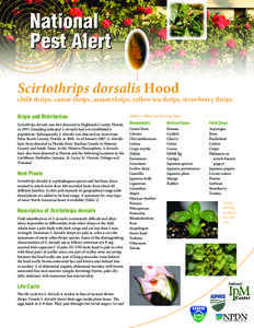 National Pest Alert Scirtothrips dorsalis Hood chilli thrips, castor thrips, assam thrips, yellow tea thrips, strawberry thrips Origin and Distribution