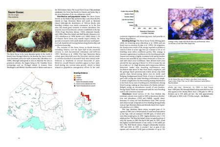 Canadian Arctic Archipelago / Snow Goose / Goose / Geography of Canada / Ornithology / Zoology / Geese / Chen / Akimiski Island