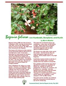 Biology / Begonia / Flowers / Botany