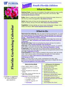 South Florida Edition What to Plant Bedding Plants: Plants that can be added to the garden during the coolest months include begonia, browallia, lobelia, dianthus, dusty miller, and nicotiana. See: Gardening with Annuals