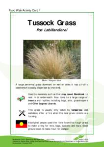 Food Web Activity Card 1  Tussock Grass Poa Labillardierei  Photo: Margaret Moir