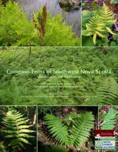 Common Ferns of Southwest Nova Scotia Identification and Information For use with Forest Ecosystem Classification manual and wetland delineation  Alain Belliveau