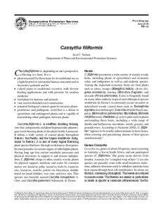 Lauraceae / Cassytha / Cuscuta / Morinda citrifolia / Magnoliids / Plant taxonomy / Parasitic plants