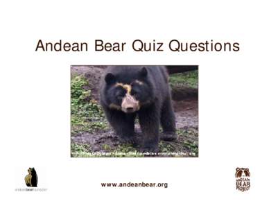 Andean Bear Quiz Questions  www.andeanbear.org Andean Bear Quiz Bubu, an orphaned Andean bear cub in