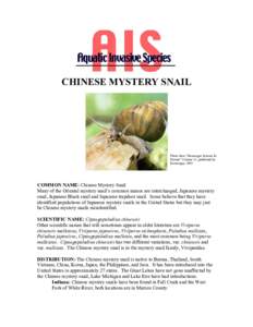CHINESE MYSTERY SNAIL  Photo from 