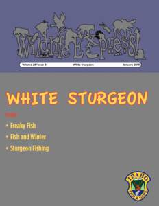 Volume 28/Issue 5 White Sturgeon