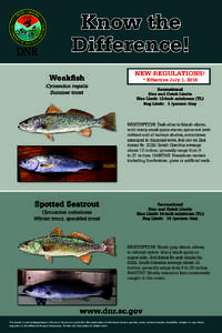 Weakfish / Cynoscion / Trout / Atlantic croaker / Fish / Sciaenidae / Cynoscion nebulosus