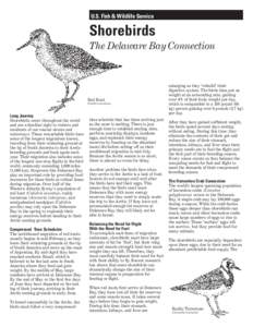 U.S. Fish & Wildlife Service  Shorebirds The Delaware Bay Connection  Red Knot