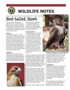 WILDLIFE NOTES Red-tailed Hawk The Red-tailed Hawk (Buteo jamaicensis) is a member of the Buteo group of raptors, which are heavy-bodied, soaring birds with