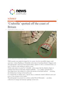 science LATEST IN SCIENCE ‘Crabzilla’ spotted off the coast of Britain 