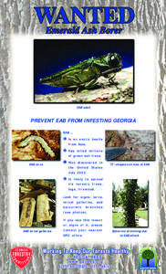 EAB adult  PREVENT EAB FROM INFESTING GEORGIA EAB larva