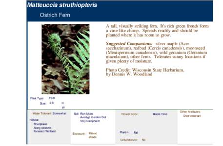 Ostrich Fern (matteuccia struthiopteris)