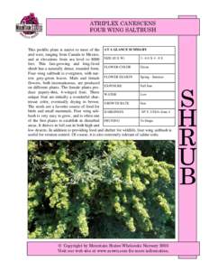 Botany / Amaranthaceae / Atriplex / Atriplex amnicola / Atriplex gardneri / Flora of the United States / Halophytes / Eudicots