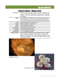 NATIVE TUNICATES* Tunicate (solitary) - Molgula citrina DESCRIPTION This small, round to oval tunicate has 6 lobes on the oral (incurrent) siphon and a flattened, u-shaped gut oriented horizontally. The siphons are somet