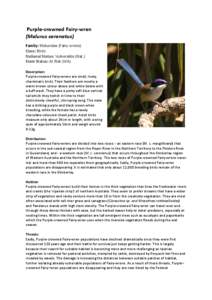 Purple‐crowned Fairy‐wren (Malurus coronatus)  Family: Maluridae (Fairy‐wrens)  Class: Birds  National Status: Vulnerable (Nat.)   State Status: At Risk (WA) 