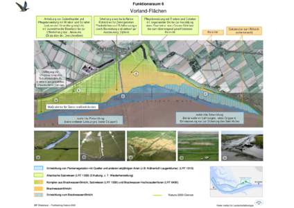 Funktionsraum 6  Vorland-Flächen Entwicklung von Pioniervegetation mit Queller und anderen einjährigen Arten (z.B. Krähenfuß-Laugenblume) (LRTAtlantische Salzwiesen (LRTErhaltung, z. T. Wiederherstellu