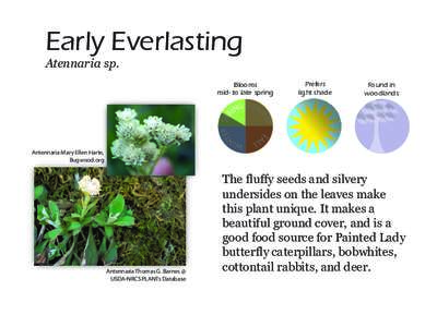 Early Everlasting Atennaria sp. Blooms mid- to late spring