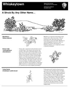 Flora of North America / Toxicodendron / Manzanita / California chaparral and woodlands / Ceanothus / Heteromeles / Chaparral / Arctostaphylos / Cuyamaca Rancho State Park / Flora / Botany / Medicinal plants