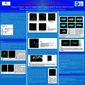 Fluorescent Alkyl Phospholipid Analogs for Fluorescence Imaging of Tumors in vitro and in vivo Anatoly N. Pinchuk*, Irawati K. Kandela, Marc A. Longino, Jamey P. Weichert, William R. Clarke Cellectar, 3301 Agriculture Dr