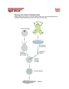 Cloning from Adult Vertebrate Cells ©1998 by Alberts, Bray, Johnson, Lewis, Raff, Roberts, Walter . http://www.essentialcellbiology.com Published by Garland Publishing, a member of the Taylor & Francis Group.  adult fro