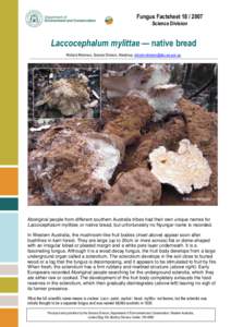 Fungus Factsheet[removed]Science Division Laccocephalum mylittae — native bread Richard Robinson, Science Division, Manjimup, [removed]