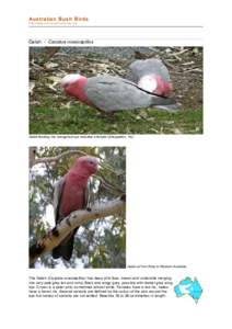 Cacatuinae / Fauna of Australia / Galah / Cockatoo / Birds of Australia / Taxonomy / Birds of Western Australia