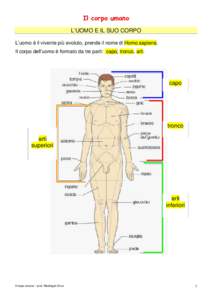 Il corpo umano L’UOMO E IL SUO CORPO L’uomo è il vivente più evoluto, prende il nome di Homo sapiens. Il corpo dell’uomo è formato da tre parti: capo, tronco, arti.  capo