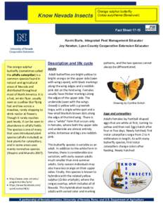 Know Nevada Insects: Orange Sulphur Butterfly