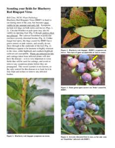 Scouting your fields for Blueberry Red Ringspot Virus Bill Cline, NCSU Plant Pathology Blueberry Red Ringspot Virus (BRRV) is hard to see during most of the year, but becomes most visible in late summer and early fall. S