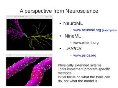 A perspective from Neuroscience ● NeuroML –