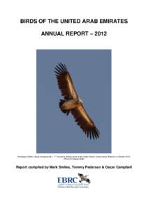BIRDS OF THE UNITED ARAB EMIRATES ANNUAL REPORT – 2012 Himalayan Griffon (Gyps himalayensis) – 1st record for Arabia found at the Dubai Desert Conservation Reserve in OctoberPhoto © Stephen Bell)