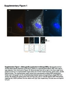 Supplementary Figure 1 5 microns C7 B6 unclassified