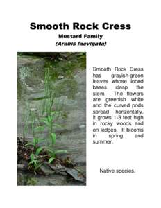 Smooth Rock Cress Mustard Family (Arabis laevigata)  Smooth Rock Cress